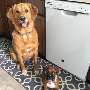 Meet your Posher, Ronnie